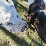 Il Canto Delle Rane * فينالي ليغوري