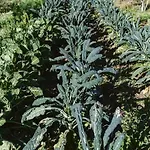 Il Canto Delle Rane مزرعة للإقامة *