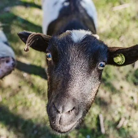 Il Canto Delle Rane Séjour à la ferme Finale Ligure