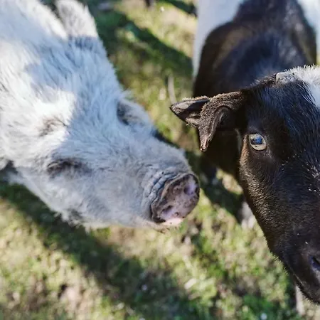 Il Canto Delle Rane * 피날레리구레