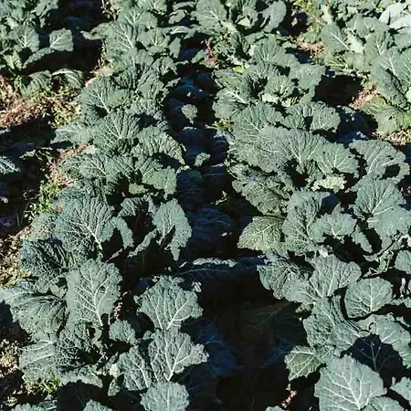 팜스테이 Il Canto Delle Rane