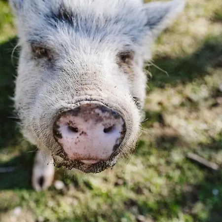 Il Canto Delle Rane Farm stay Finale Ligure