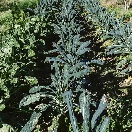 Il Canto Delle Rane 팜스테이 *