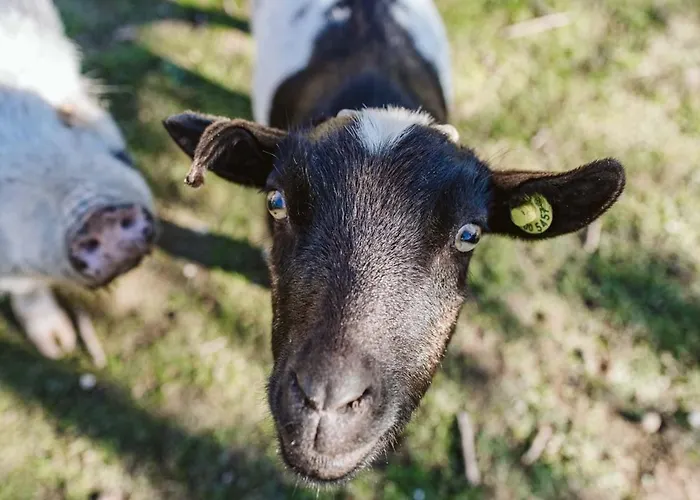 Il Canto Delle Rane Farmház Finale Ligure