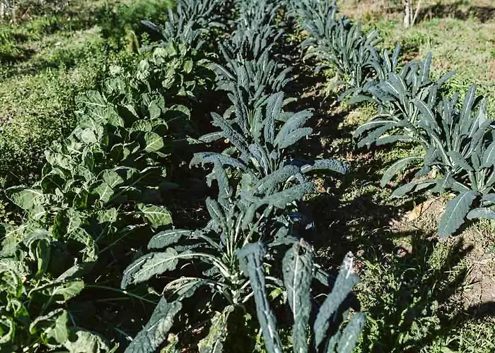Il Canto Delle Rane Farmház *